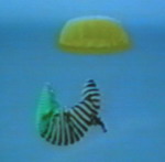 Condor01