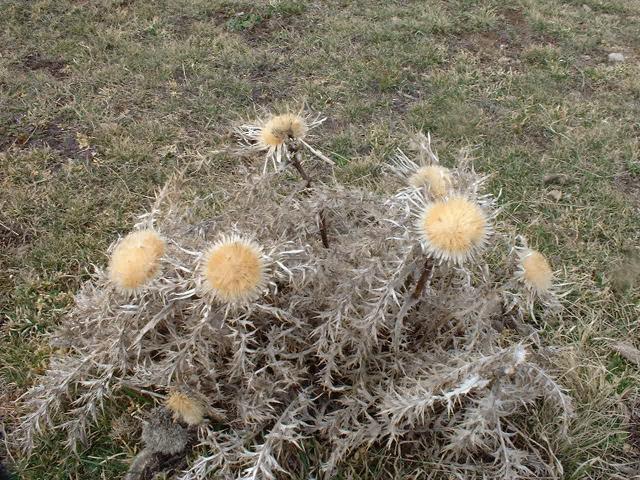 DSCF7089