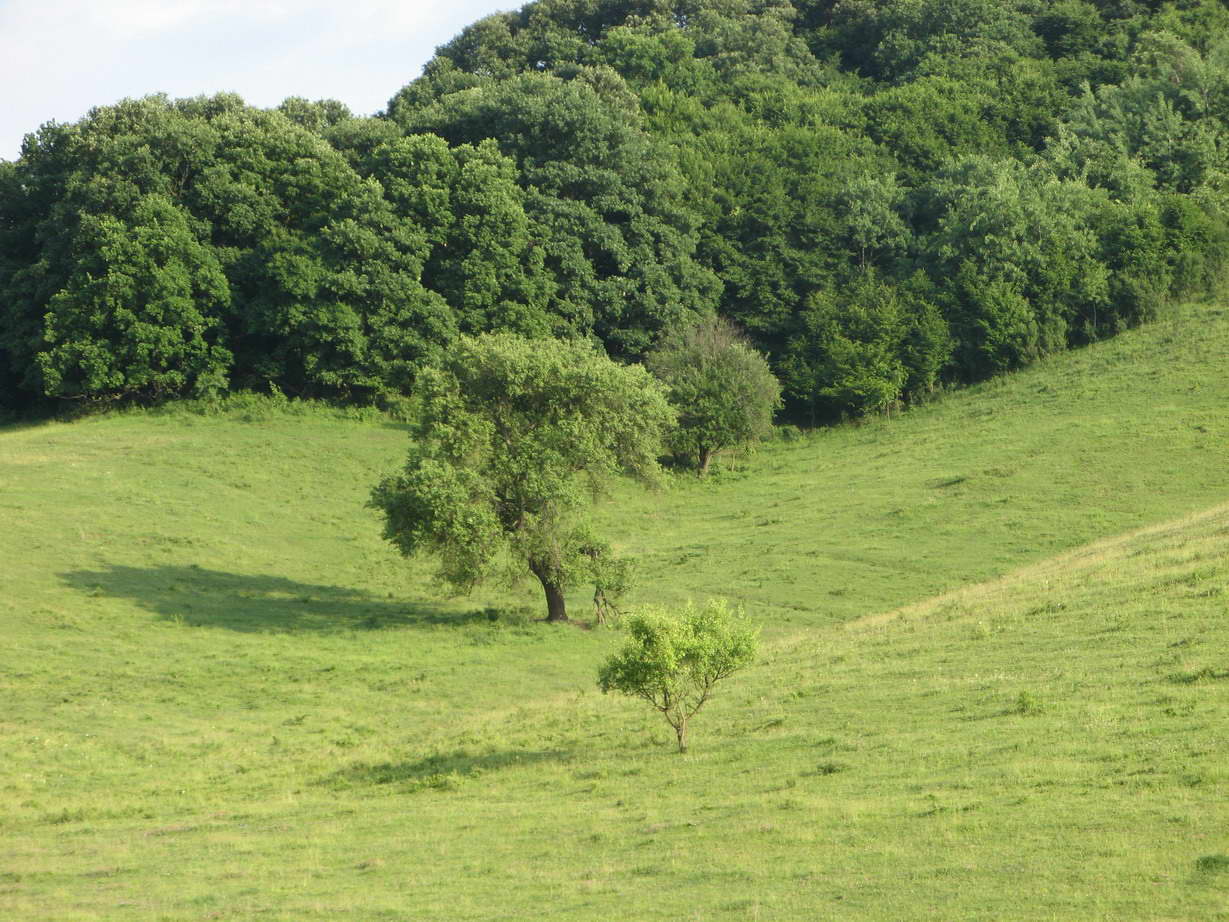 KĂŠp 262