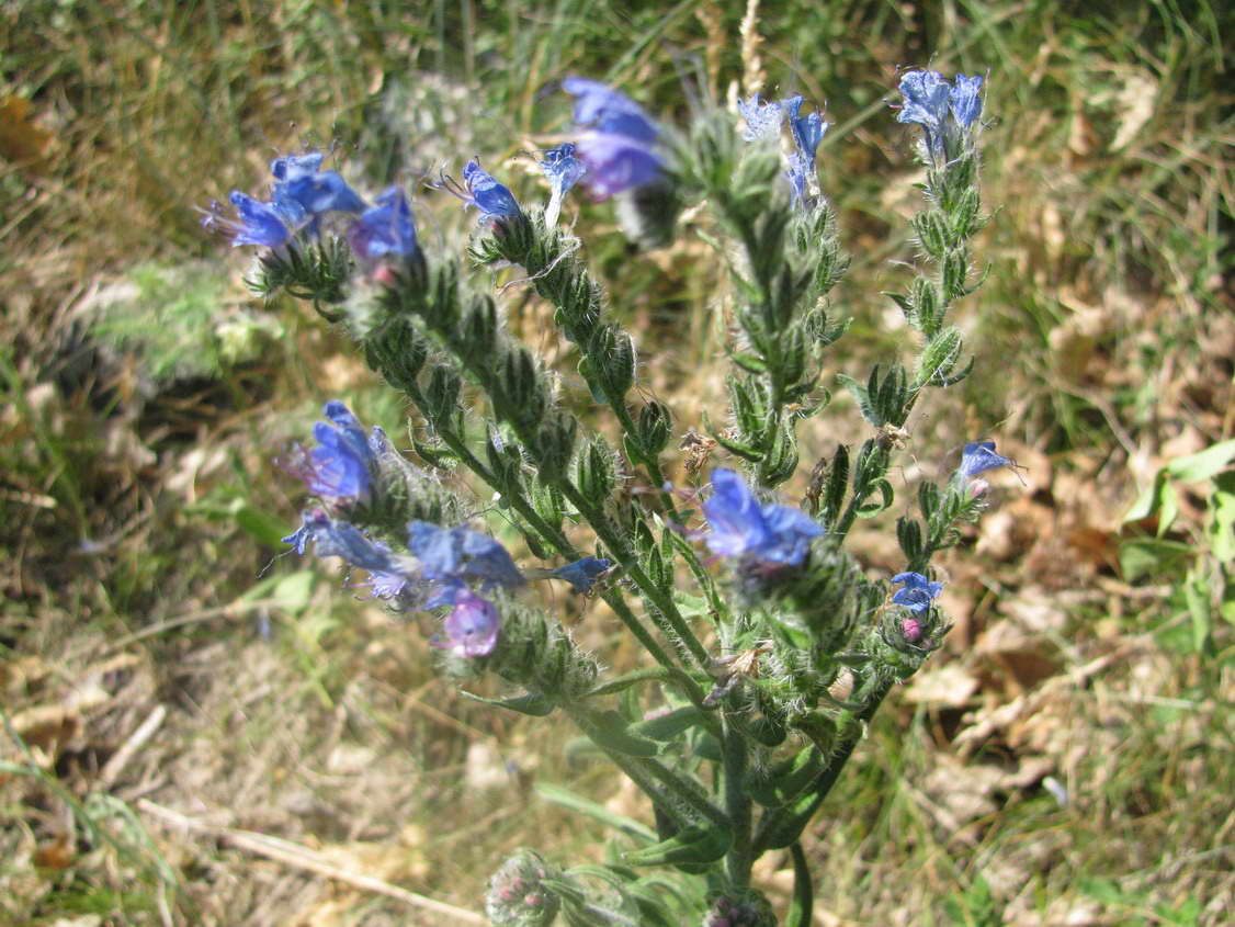 KĂŠp 037