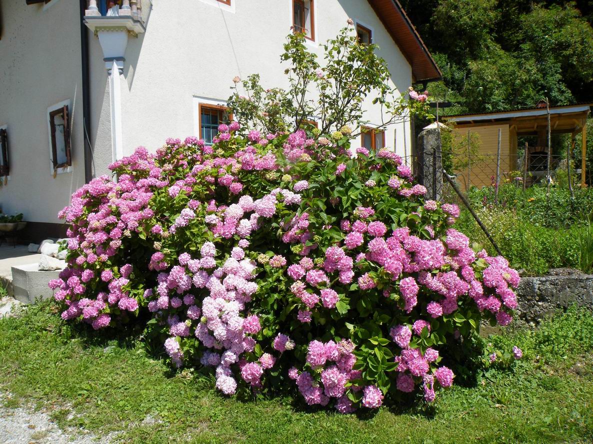 DSCF4194