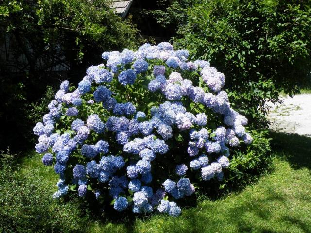 DSCF4204