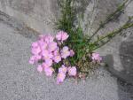 SAM_0731