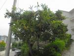 SAM_0734