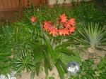 SAM_0971
