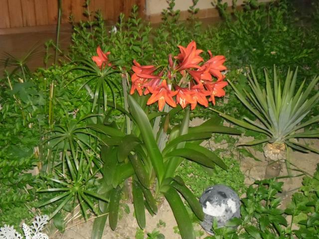 SAM_0971